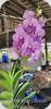 Vanda Pakchong x Chulee